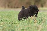 CHOW CHOW 296